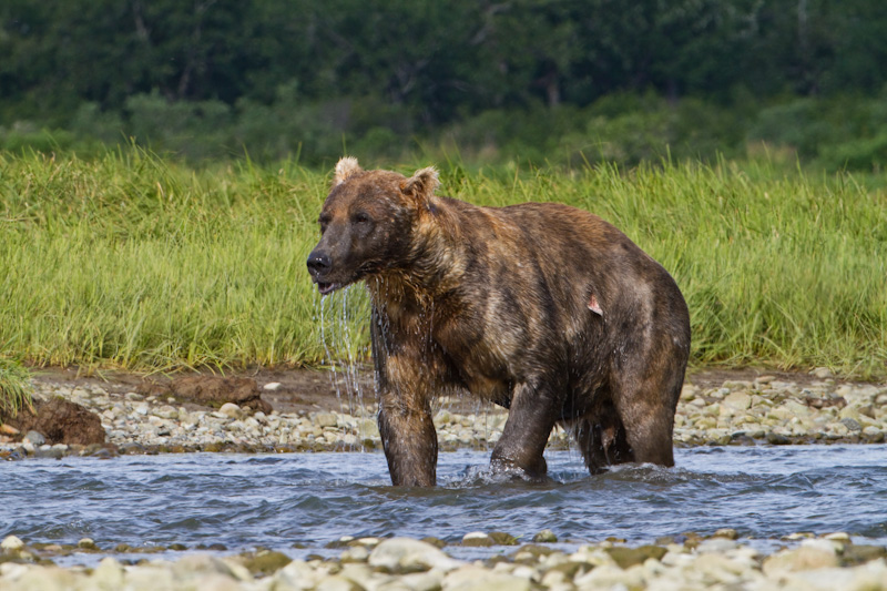 Grizzly Bear In River